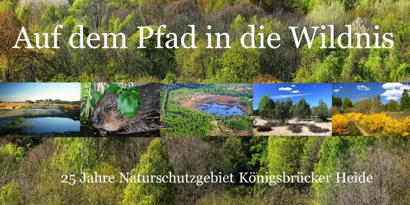 „Auf dem Pfad in die Wildnis - 25 Jahre NSG Königsbrücker Heide“